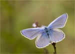 Hauhechel-Blaeuling-Polyommatus_icarus-02_07_2017.jpg