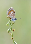 Hauhechel-Blaeuling-Polyommatus_icarus.jpg