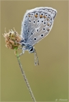 Hauhechel_Blaeuling-Polyommatus_icarus_2012.jpg