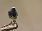 Hausrotschwanz-05_04_2016-black_redstart-Maennchen.jpg