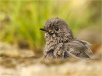 Hausrotschwanz-Jungvogel-black_redstart-im_Wasser.jpg