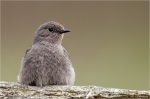 Hausrotschwanz-Jungvogel_2012.jpg