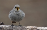 Hausrotschwanz-Jungvogel_beim_Gesang.jpg