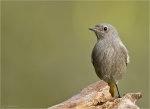 Hausrotschwanz-black_redstart-05_10_2015.jpg
