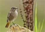 Hausrotschwanz-black_redstart-09_10_2016.jpg