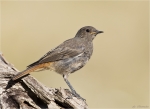 Hausrotschwanz-black_redstart-10_07_2015.jpg