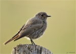 Hausrotschwanz-black_redstart-17_07_2016.jpg