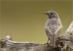 Hausrotschwanz-black_redstart-19_08_2016.jpg