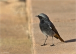 Hausrotschwanz-black_redstart-2015.jpg