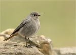 Hausrotschwanz-black_redstart-22_03_2018.jpg
