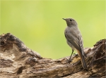 Hausrotschwanz-black_redstart-22_06_2017.jpg