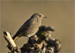 Hausrotschwanz-black_redstart-29_09_2016.jpg