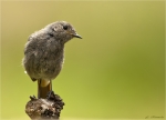 Hausrotschwanz-black_redstart-August_2016.jpg