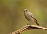 Hausrotschwanz-black_redstart-Jungvogel-22_09_2017.jpg