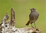 Hausrotschwanz-black_redstart-Jungvogel-23_07_2016.jpg