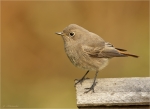 Hausrotschwanz-black_redstart-Jungvogel-26_09_2017.jpg