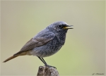Hausrotschwanz-black_redstart-Maennchen-20_03_2017.jpg