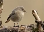 Hausrotschwanz-black_redstart-Oktober_2016.jpg