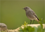 Hausrotschwanz-black_redstart-Weibchen-09_04_2019.jpg