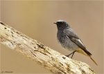 Hausrotschwanz-black_redstart-maennlich-05_04_2016.jpg