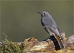 Hausrotschwanz-black_redstart-maennlich-2015.jpg