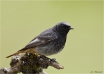 Hausrotschwanz-black_redstart-maennlich-27_04_2016.jpg
