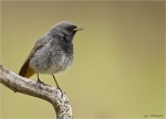 Hausrotschwanz-black_redstart-male-12_04_2019.jpg