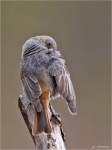 Hausrotschwanz-black_redstart.jpg