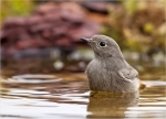 Hausrotschwanz_im_Wasser-Oktober_2015.jpg