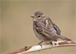 Haussperling-Jungvogel.jpg