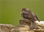 Haussperling-Jungvogel_aus_2016.jpg