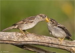 Haussperling-Passer_domesticus-Fuetterung_2015.jpg