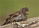 Haussperling-Passer_domesticus-Jungvogel_nach_dem_Bad.jpg