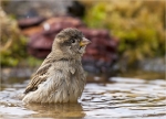 Haussperling-Passer_domesticus-beim_Baden.jpg