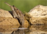 Haussperling-Passer_domesticus-beim_Trinken.jpg