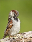 Haussperling-Passer_domesticus-maennlicher_Jungvogel.jpg