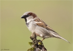 Haussperling-Spatz-02_04_2016.jpg