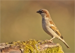 Haussperling-Spatz-Januar_2016.jpg