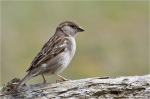 Haussperling-Weibchen-April_2012.jpg
