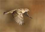 Haussperling-Weibchen_im_Flug.jpg