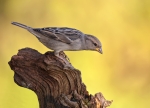 Haussperling-Weibchen_in_der_Abendsonne.jpg