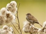 Haussperling-house_sparrow-Jungvogel-auf_Disteln.jpg