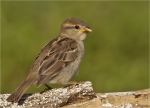 Haussperling-house_sparrow-Jungvogel_2015.jpg