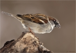 Haussperling-house_sparrow-Maennchen-11_01_2017.jpg