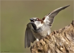 Haussperling-house_sparrow-Maennchen_in_Abwehrstellung.jpg