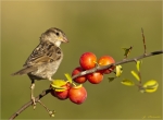 Haussperling-house_sparrow-weiblich-05_08_2016.jpg