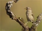 Haussperling-house_sparrow-weiblich-09_09_2016.jpg