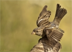 Haussperling-house_sparrow-weiblich-10_07_2016.jpg