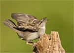 Haussperling-house_sparrow-weiblich-19_05_2016.jpg