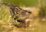 Haussperling-house_sparrow-weiblich-beim_Trinken.jpg